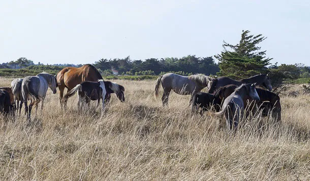 Domaine du Collet Pays de Loire - Les Moutiers en Retz visuel 13/15