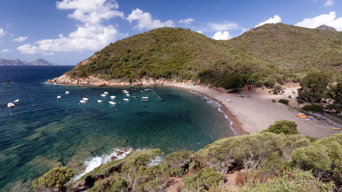 E Gradelle Corse - Osani visuel 1/1