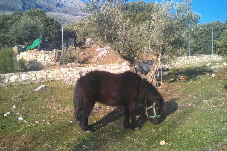 El Cantonet Andalousie - Albanchez de Mágina visuel 4/7