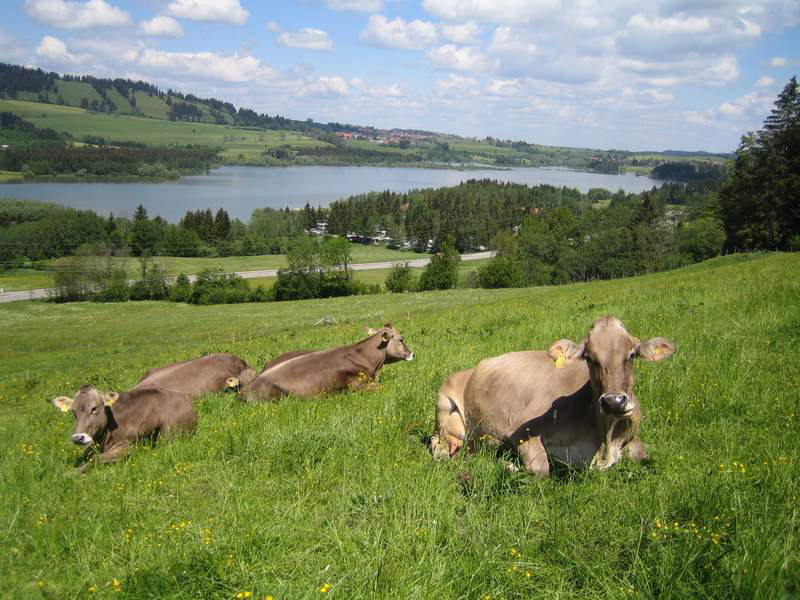 Grüntensee Bavière - Wertach visuel 3/3