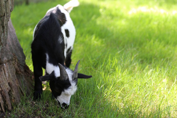 Houtum Anvers - Kasterlee visuel 5/7