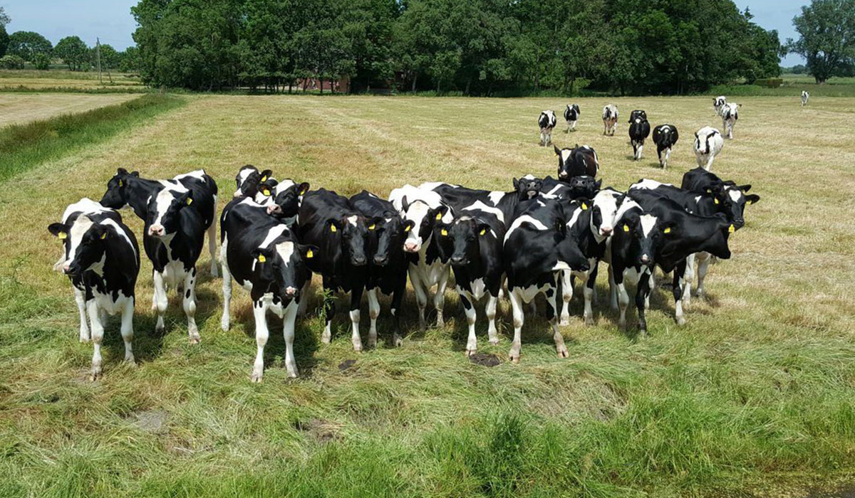 Höpken's Hof & Campingplatz Basse-Saxe - jade visuel 1/3