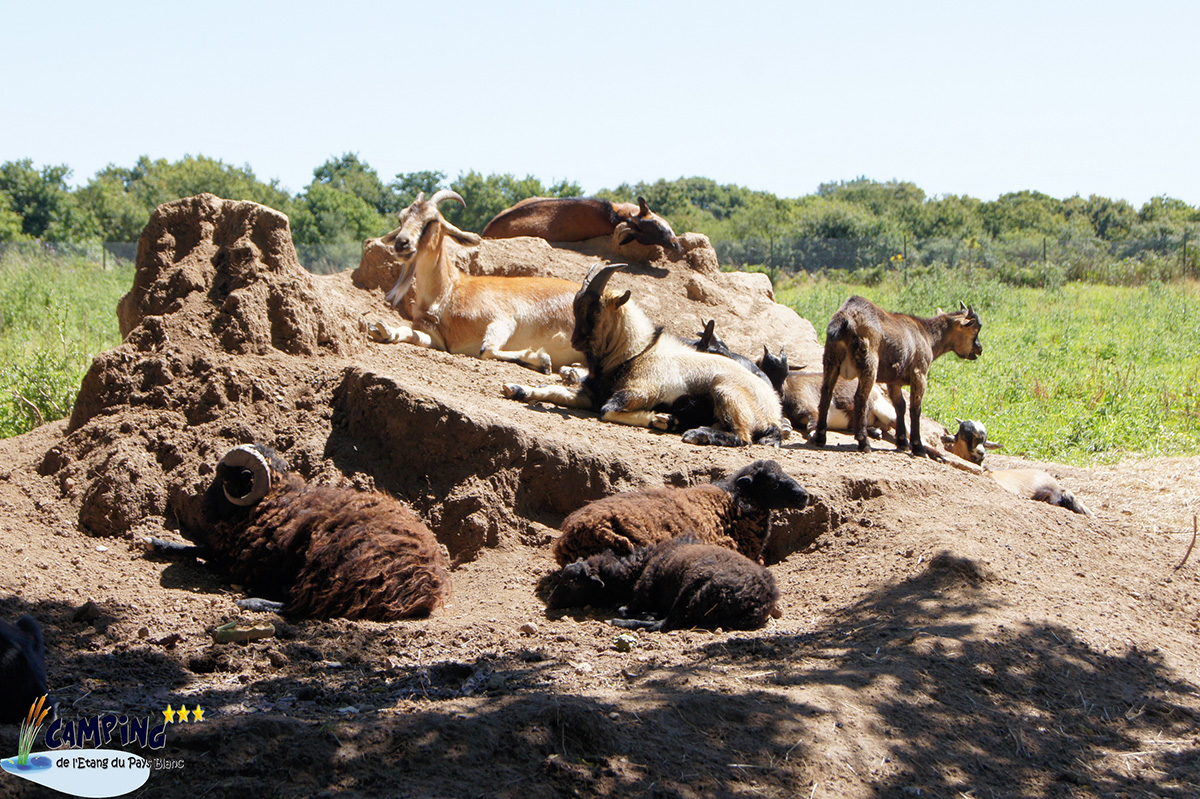 L'Etang du Pays Blanc Pays de Loire - Guérande visuel 23/26