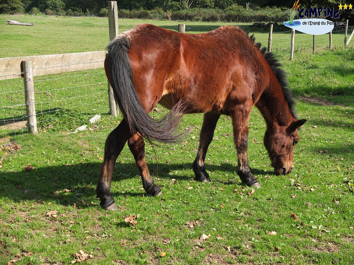 L'Etang du Pays Blanc Pays de Loire - Guérande visuel 24/26