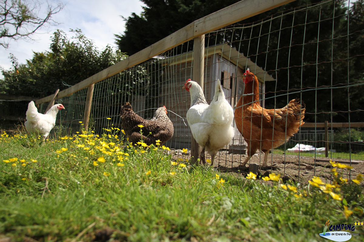 L'Etang du Pays Blanc Pays de Loire - Guérande visuel 25/26