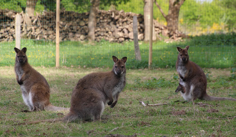 L'Etang du Pays Blanc Pays de Loire - Guérande visuel 13/26