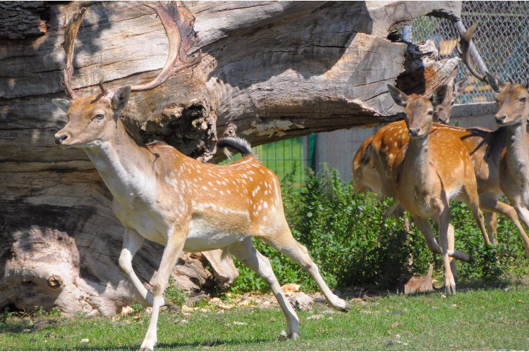 La Borda d'Arnaldet Aragon - Sesué visuel 6/7 La Borda d'Arnaldet Aragon - Sesué visuel 6/7