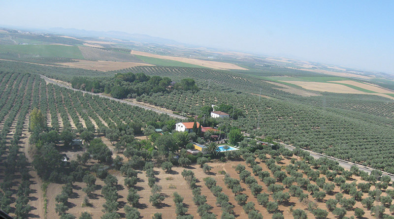 La Campiña Andalousie - Santaella visuel 3/3