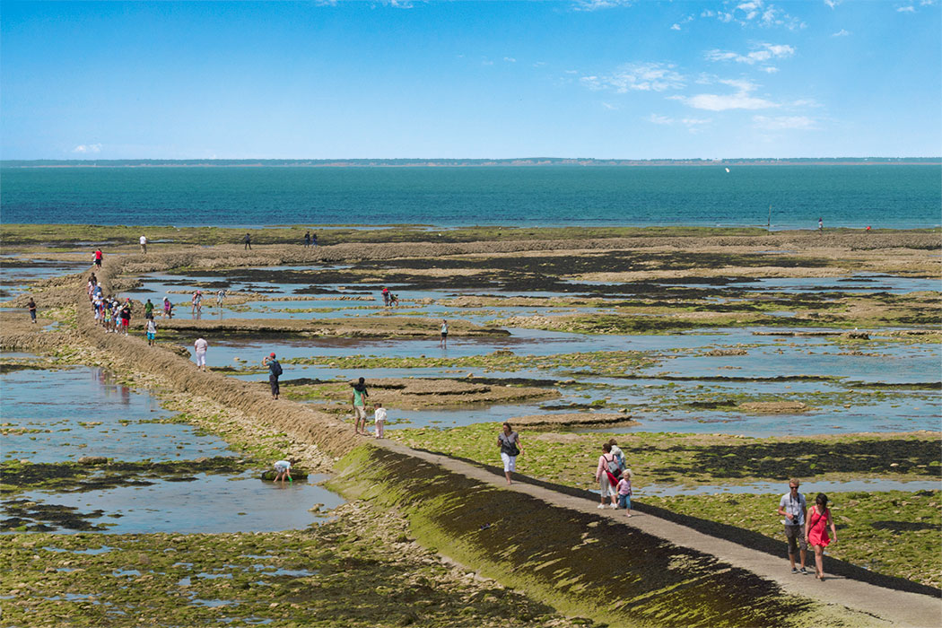 La Côte Sauvage Poitou-Charentes - Saint-Clément-des-Baleines visuel 16/17