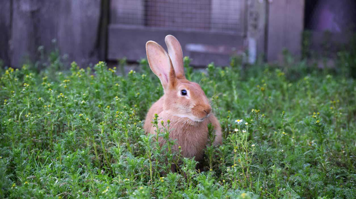 La Ferme de Penquelen Huella Bretagne - Scaër visuel 2/3