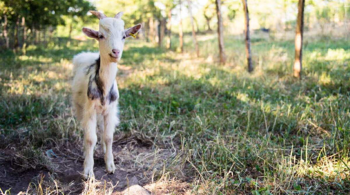 La Ferme de Penquelen Huella Bretagne - Scaër visuel 3/3