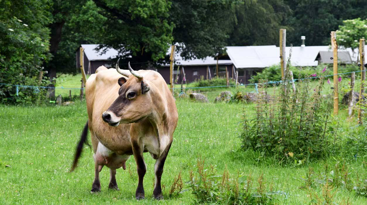 La Ferme de Ronfil Bassa Normandia - La Lande-Saint-Siméon visuel 2/3
