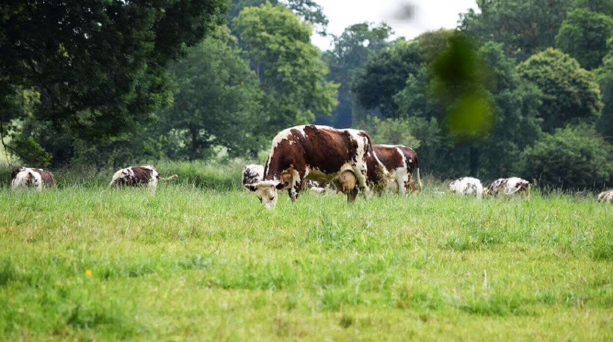 La Ferme de la Moriciere Basse-Normandie - Sartilly visuel 5/5 La Ferme de la Moriciere Basse-Normandie - Sartilly visuel 5/5