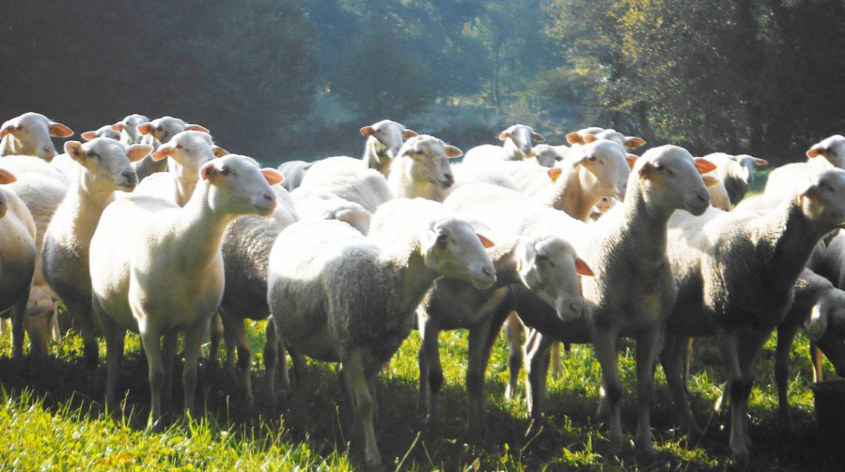 La ferme des Champeaux Limousin - Saint-Amand-le-Petit visuel 4/5