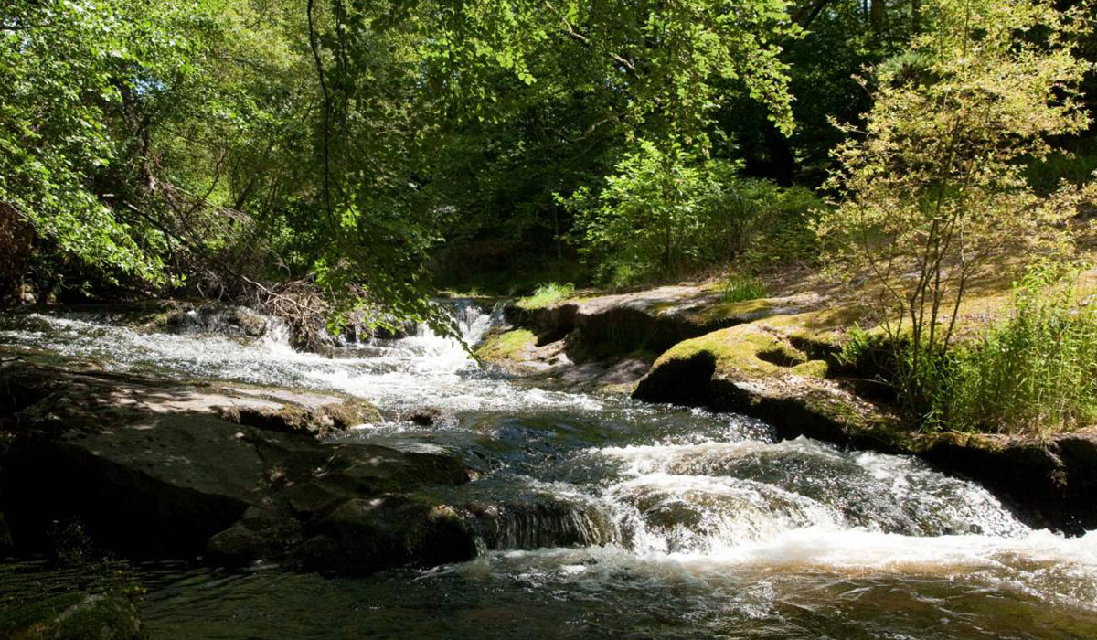 La ferme des Champeaux Limousin - Saint-Amand-le-Petit visuel 1/5