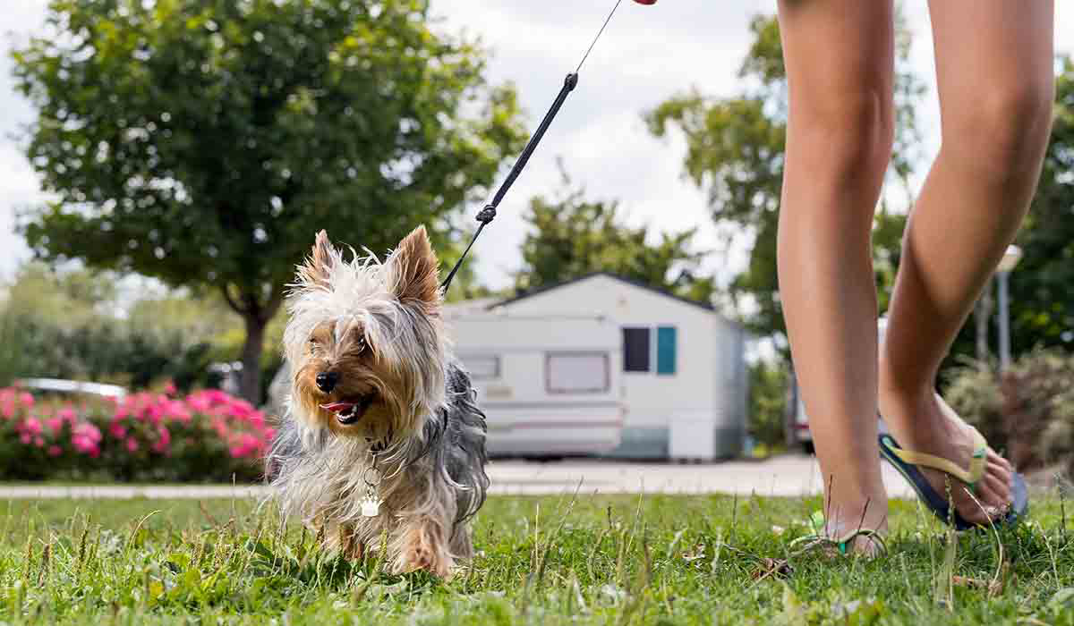 Lac d'Orient Champagne-Ardennes - Mesnil-Saint-Père visuel 7/15 Lac d'Orient Champagne-Ardennes - Mesnil-Saint-Père visuel 7/15