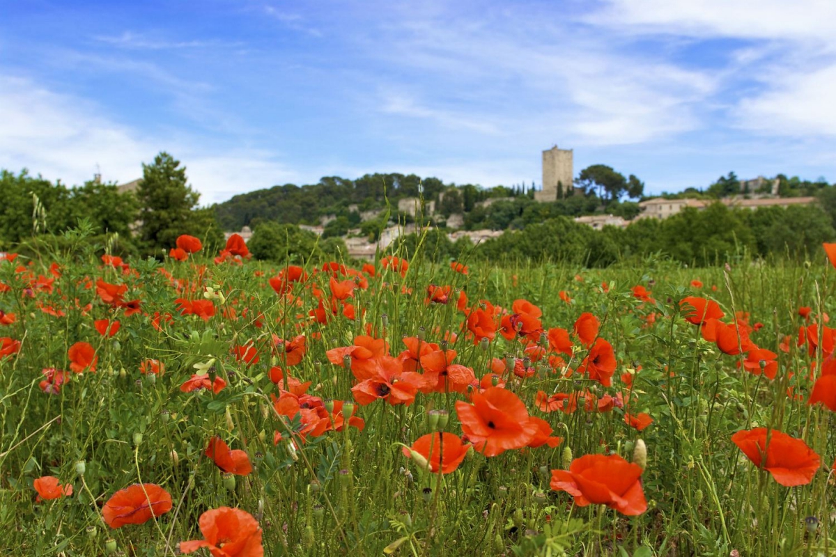 Le Bon Port Languedoc-Roussillon - Lunel visuel 6/9