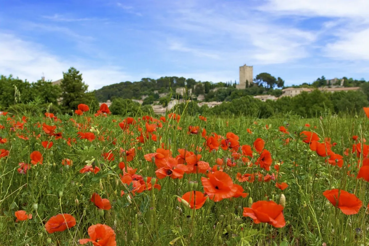Camping Le Bon Port Languedoc-Roussillon - Lunel visuel 6/9