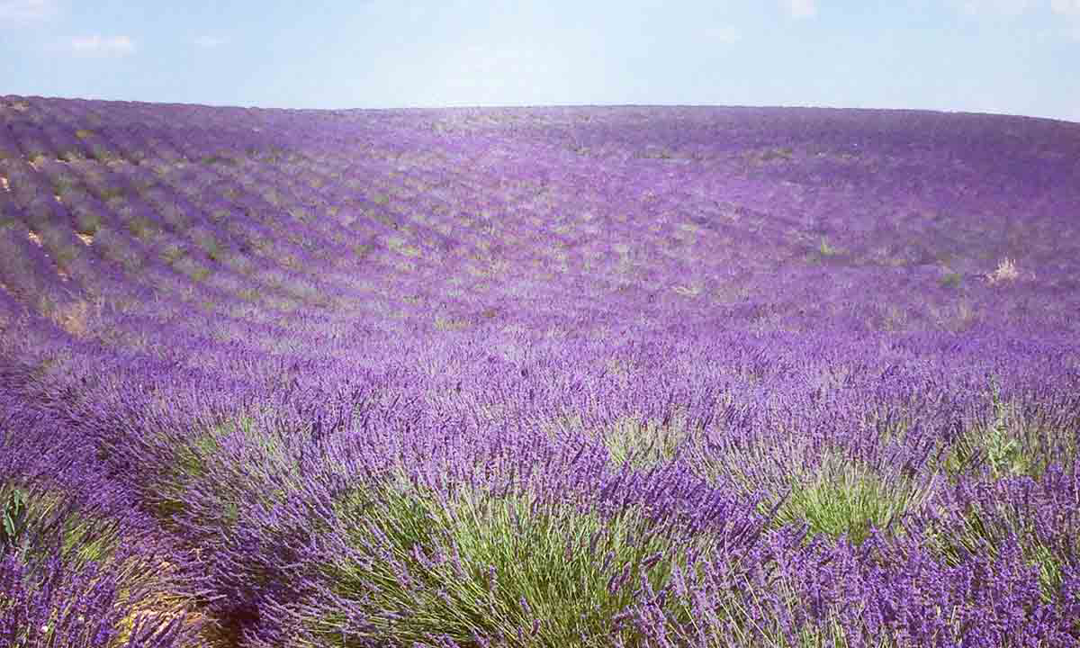 Le Jas du Moine Provence-Alpes-Côte d'Azur - Salignac visuel 12/12
