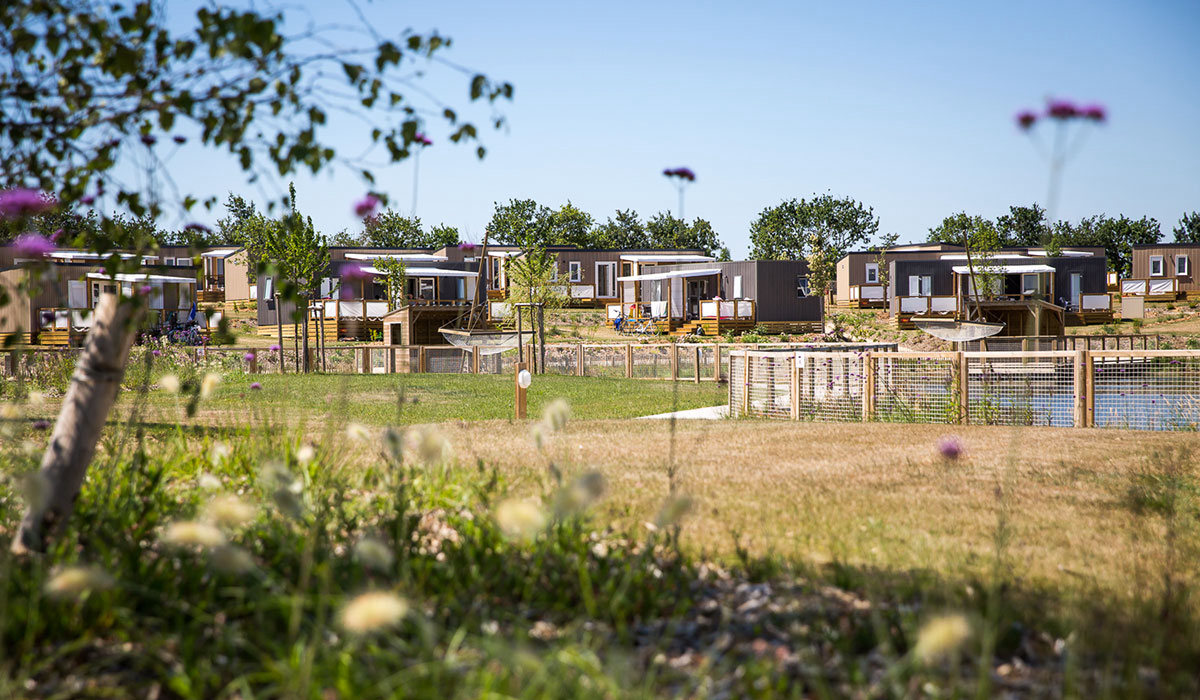 Le Pin Parasol Pays de Loire - La Chapelle Hermier visuel 10/33 Le Pin Parasol Pays de Loire - La Chapelle Hermier visuel 10/33