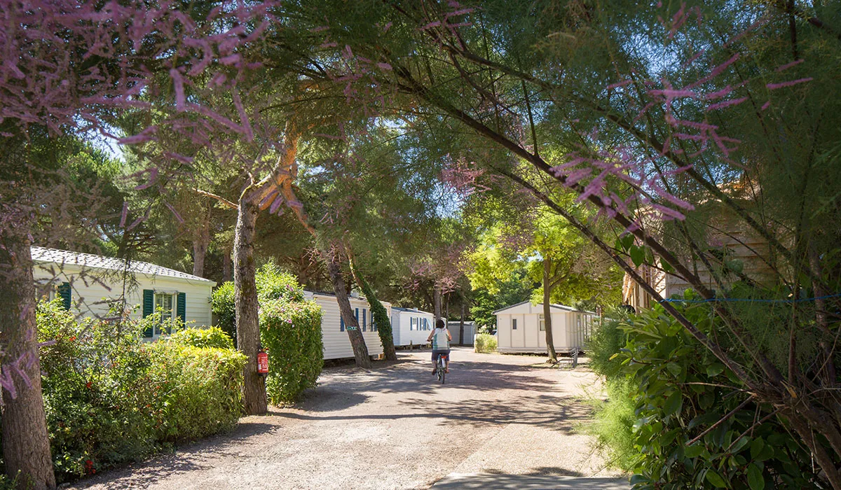 Camping Le Suroît Poitou-Charentes - Le Bois-Plage-en-Ré visuel 3/14