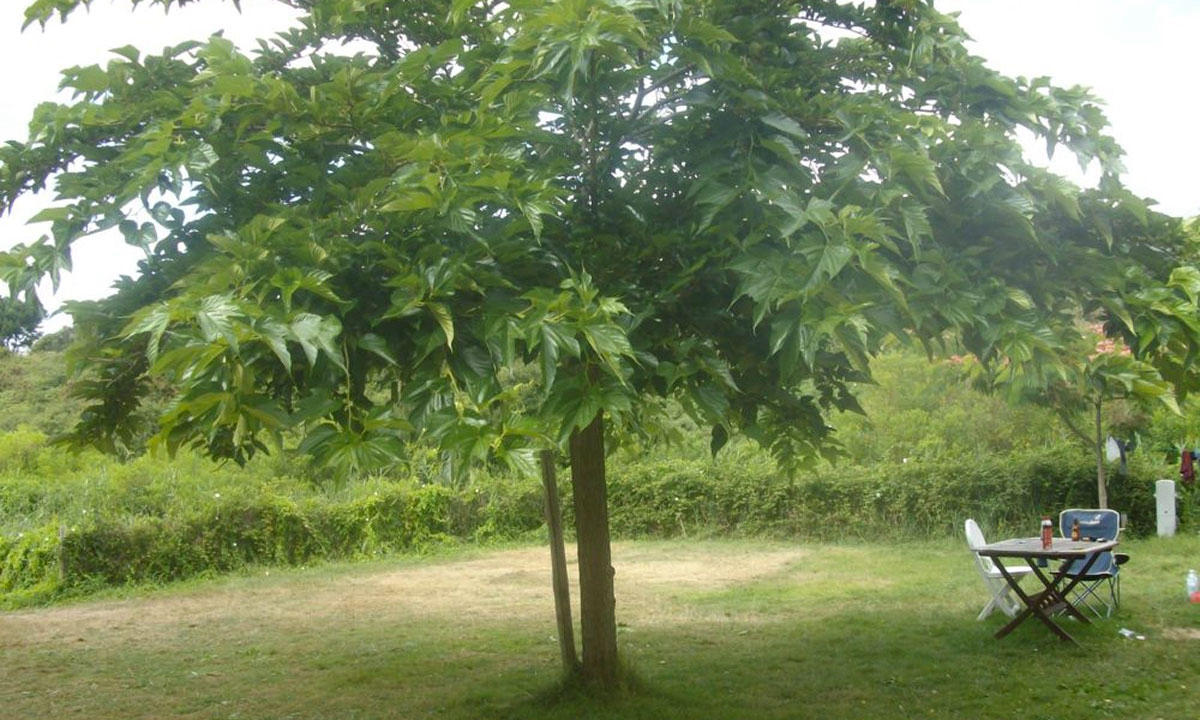 Les Amis de la Nature Pays de Loire - Piriac-sur-Mer visuel 2/3