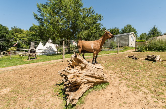 Les Cerisiers Bretagne - Guillac visuel 9/29