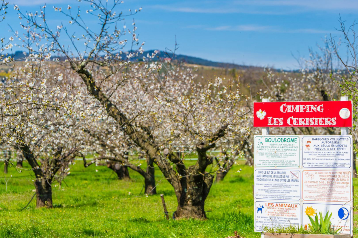 Les Cerisiers Languedoc-Roussillon - Céret visuel 4/4
