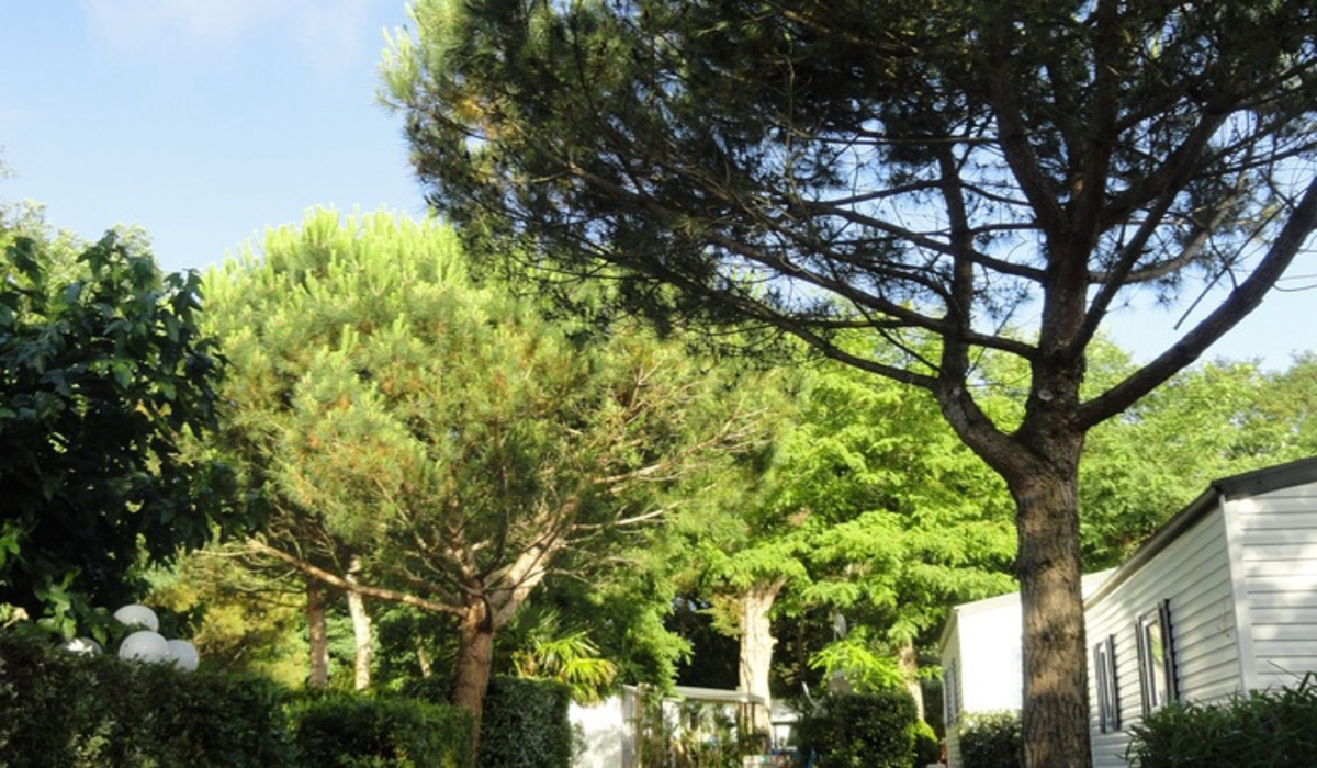 Les Fougères Poitou-Charentes - Rivedoux-Plage visuel 4/11