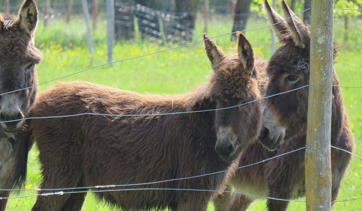 Les P'tites Maisons dans la Prairie Pays de Loire - Sallertaine visuel 8/20
