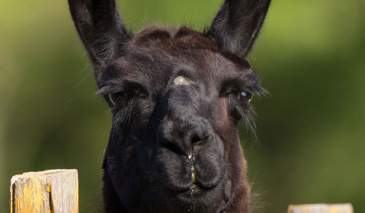 Les P'tites Maisons dans la Prairie Pays de Loire - Sallertaine visuel 7/20