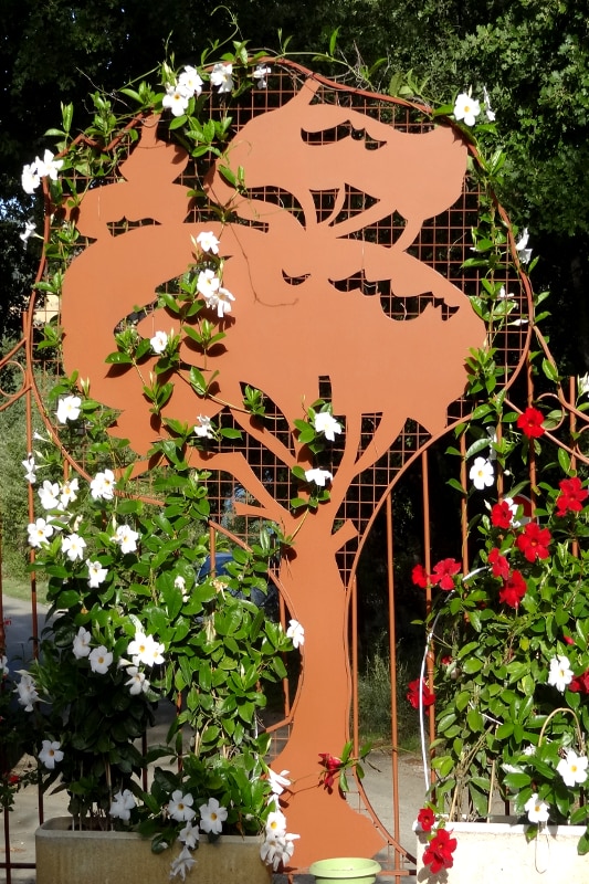 Les Pins Provence-Alpes-Côte d'Azur - Les Salles-sur-Verdon visuel 7/10