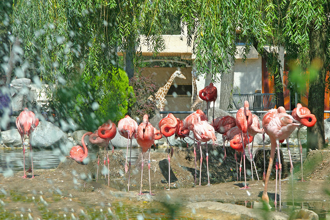 Palmyre Loisirs Poitou-Charentes - Les Mathes-La Palmyre visuel 4/18