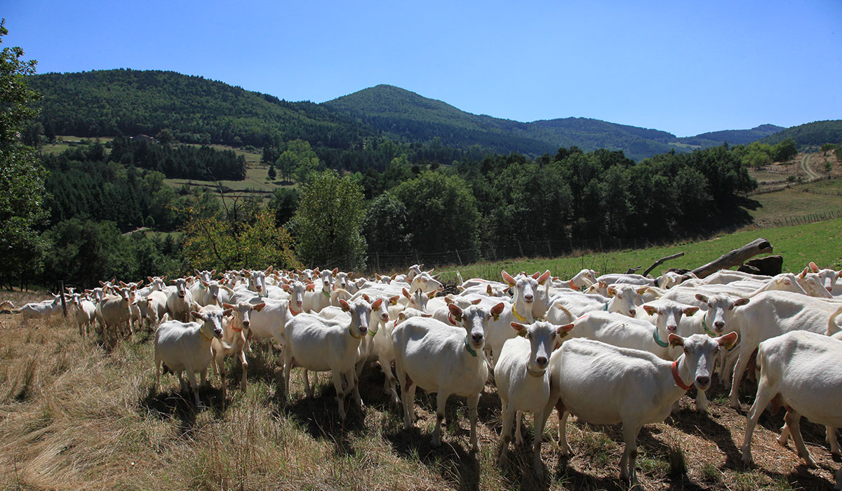 Pierrageai Rhône-Alpes - Saint-Félicien visuel 9/10