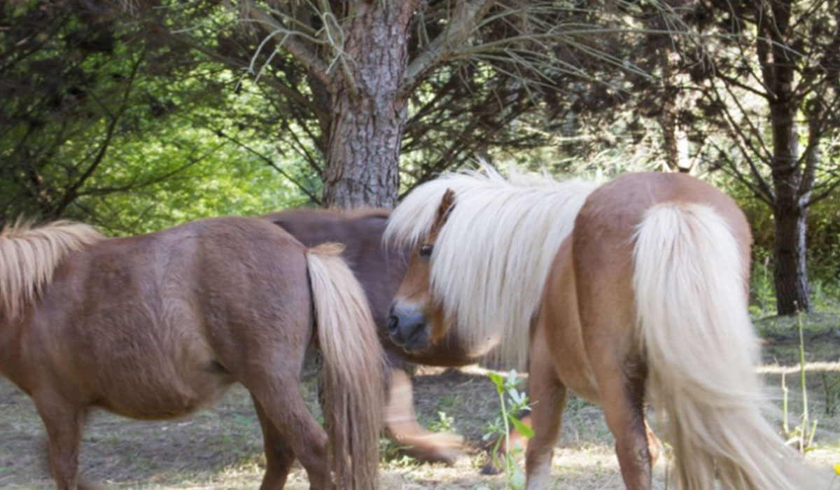 Redondo Centro - Tomar visuel 3/3 Redondo Centro - Tomar visuel 3/3