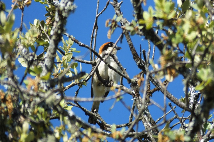 Sierra De La Culebra Castille-et-León - Figueruela de Arriba visuel 9/9