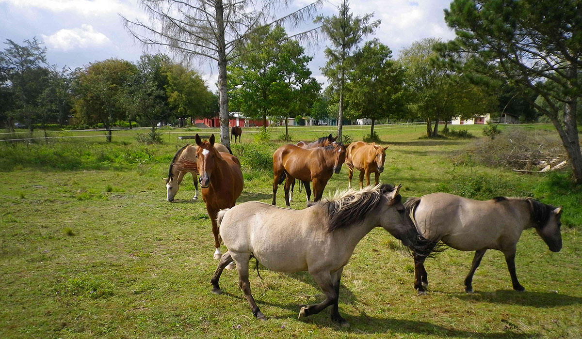 Sur la Route du Lac du Der Champagne-Ardennes - Moncetz-l'Abbaye visuel 4/9 Sur la Route du Lac du Der Champagne-Ardennes - Moncetz-l'Abbaye visuel 4/9