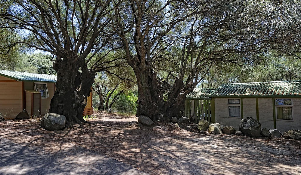 Vigna Maggiore Corse - Olmeto visuel 7/8