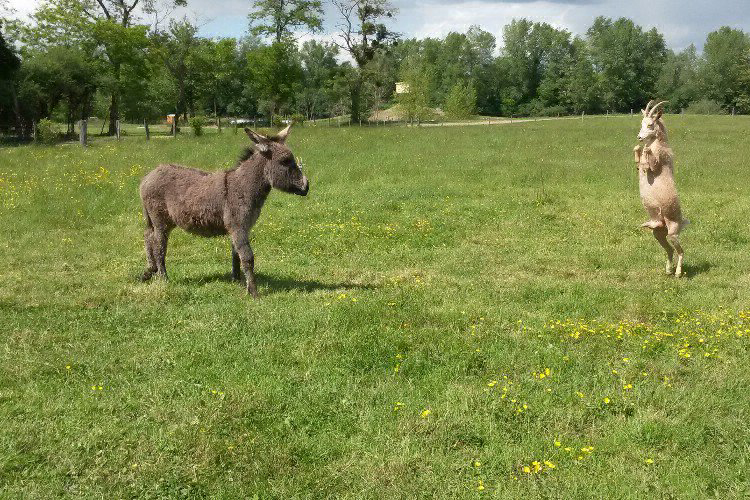 Village Toue Des Demoiselles Auvernia - Chassenard visuel 5/7