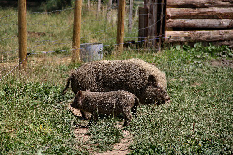 Village Toue Des Demoiselles Auvernia - Chassenard visuel 6/7