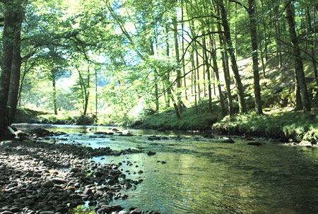Au Bois de Calais Limousin - Corrèze visuel 2/10