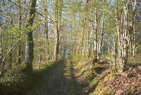Au Bois de Calais Limousin - Corrèze visuel 3/10