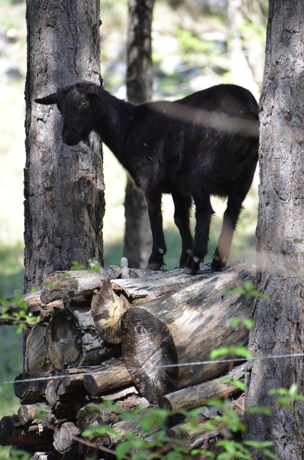 Calme et Nature Provence-Alpes-Côte d'Azur - Castellane visuel 2/6