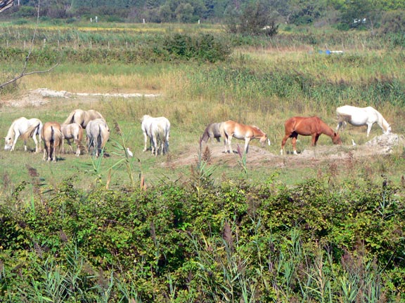 Crin Blanc Provence-Alpes-Côte d'Azur - Albaron sur Arles visuel 7/7 Crin Blanc Provence-Alpes-Côte d'Azur - Albaron sur Arles visuel 7/7