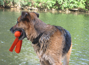 CynoCamp Terre Neuve Languedoc-Roussillon - Verfeuil visuel 4/7