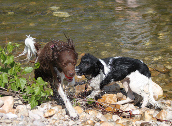 CynoCamp Terre Neuve Languedoc-Roussillon - Verfeuil visuel 2/7