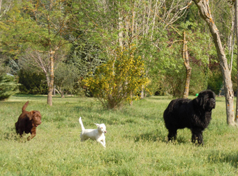 CynoCamp Terre Neuve Languedoc-Roussillon - Verfeuil visuel 3/7
