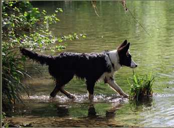 CynoCamp Terre Neuve Languedoc-Roussillon - Verfeuil visuel 7/7