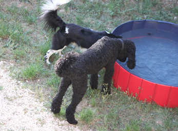 CynoCamp Terre Neuve Languedoc-Roussillon - Verfeuil visuel 1/7