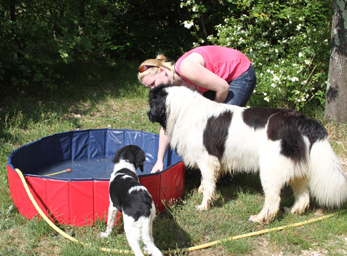 CynoCamp Terre Neuve Languedoc-Roussillon - Verfeuil visuel 5/7